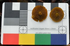 Cortinarius leptospermorum