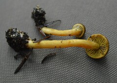 Cortinarius leptospermorum