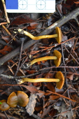 Cortinarius leptospermorum