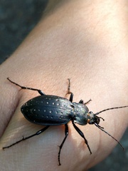 Carabus hortensis