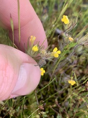 Triphysaria eriantha