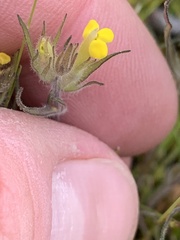 Triphysaria eriantha