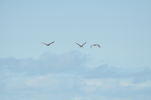 Brown Pelican photographed in Oregon