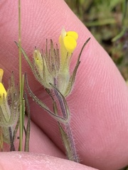 Triphysaria eriantha