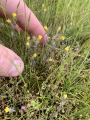 Triphysaria eriantha