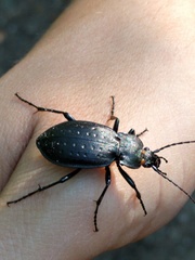 Carabus hortensis