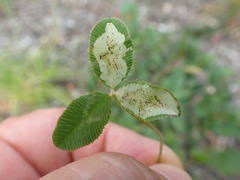 Liriomyza fricki