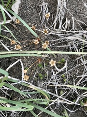 Androsace occidentalis