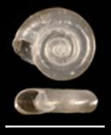 Ghost Ramshorn
