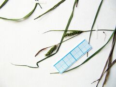 Carex augustinowiczii