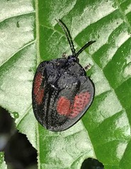 Discomorpha bernhaueri