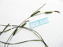 Carex augustinowiczii