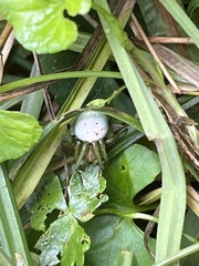 Aoaraneus pentagrammicus