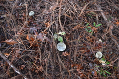 Cortinarius calaisopus