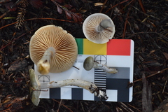 Cortinarius calaisopus