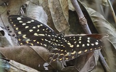 Lexias dirtea