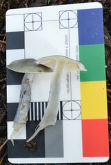 Cortinarius calaisopus