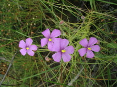 Byblis filifolia