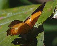 Cirrochroa satellita