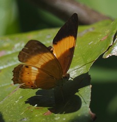 Cirrochroa satellita