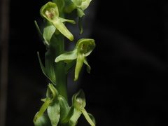 Platanthera stricta