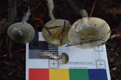 Cortinarius calaisopus