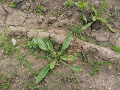 Plantago depressa
