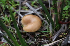 Singerocybe