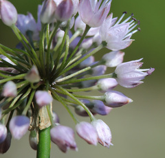 Allium maackii