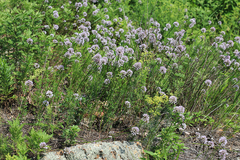 Allium maackii