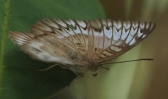 Tanaecia iapis