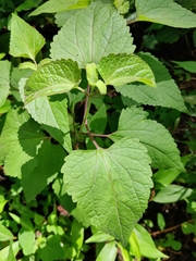 Brickellia cordifolia image