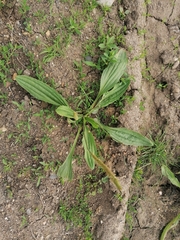 Plantago depressa
