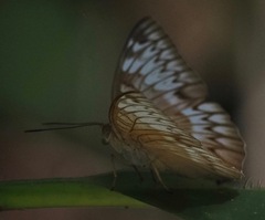 Tanaecia iapis