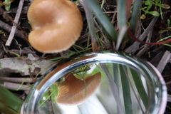 Singerocybe