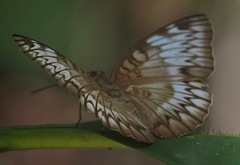 Tanaecia iapis