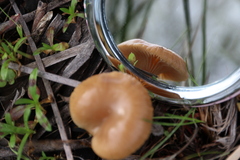 Singerocybe