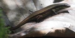 Eutropis rudis