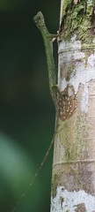 Draco melanopogon