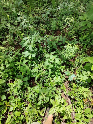 Image of Brickellia cordifolia by (c) Scott Allen Davis, some rights reserved (CC BY)