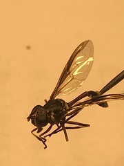 Salpingogaster nigra