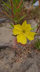 Oenothera elata hookeri