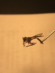 Salpingogaster nigra
