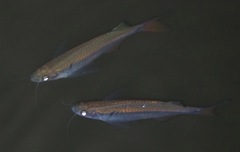 Nematabramis everetti