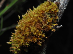Ulota intermedia