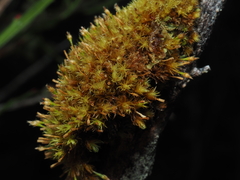Ulota intermedia