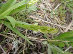 Platanthera dilatata