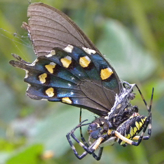 Yellow Garden Spider