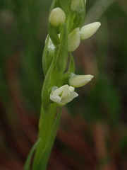 Platanthera dilatata