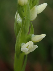 Platanthera dilatata